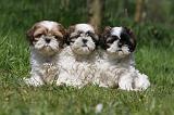 SHIH TZU 321